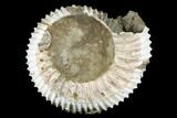 Jurassic Ammonite Fossil - Russia #181237-1